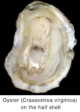 Oyster (Crassostrea virginica) on the half shell