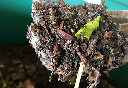 UD composting worms