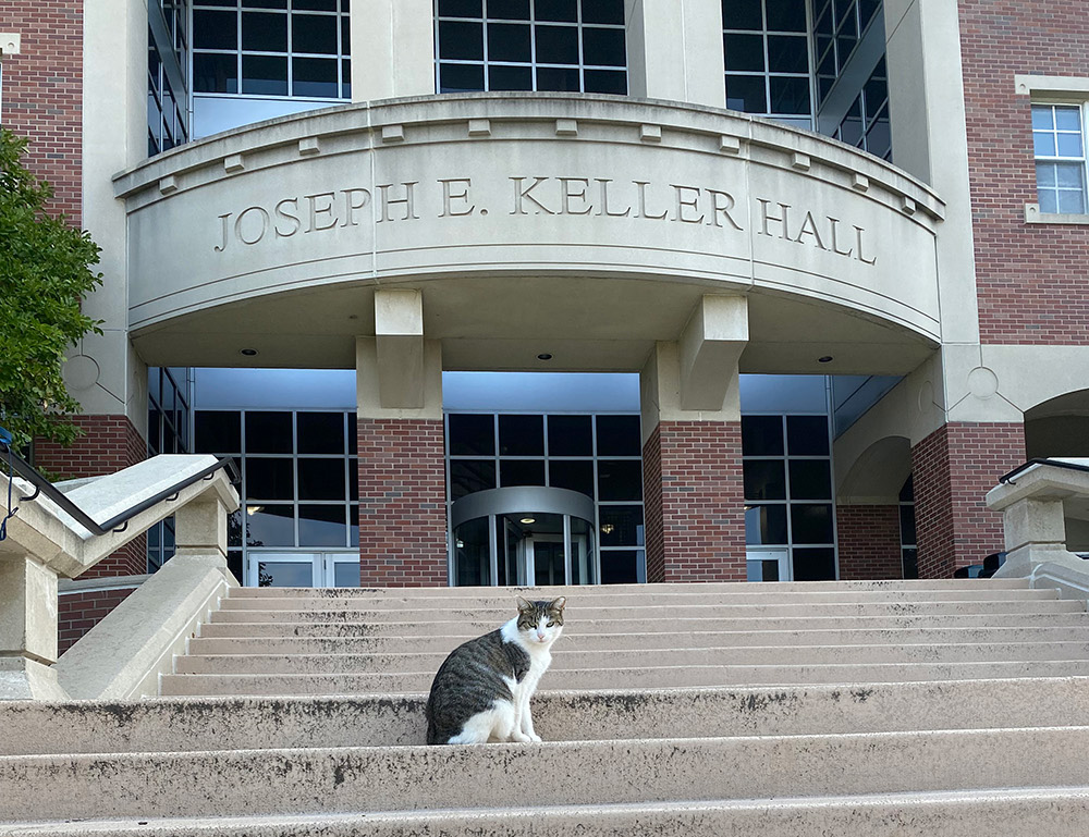 Cat on the steps of Keller Hall
