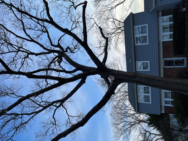 A leafless tree in front of a blue-and-brown house.