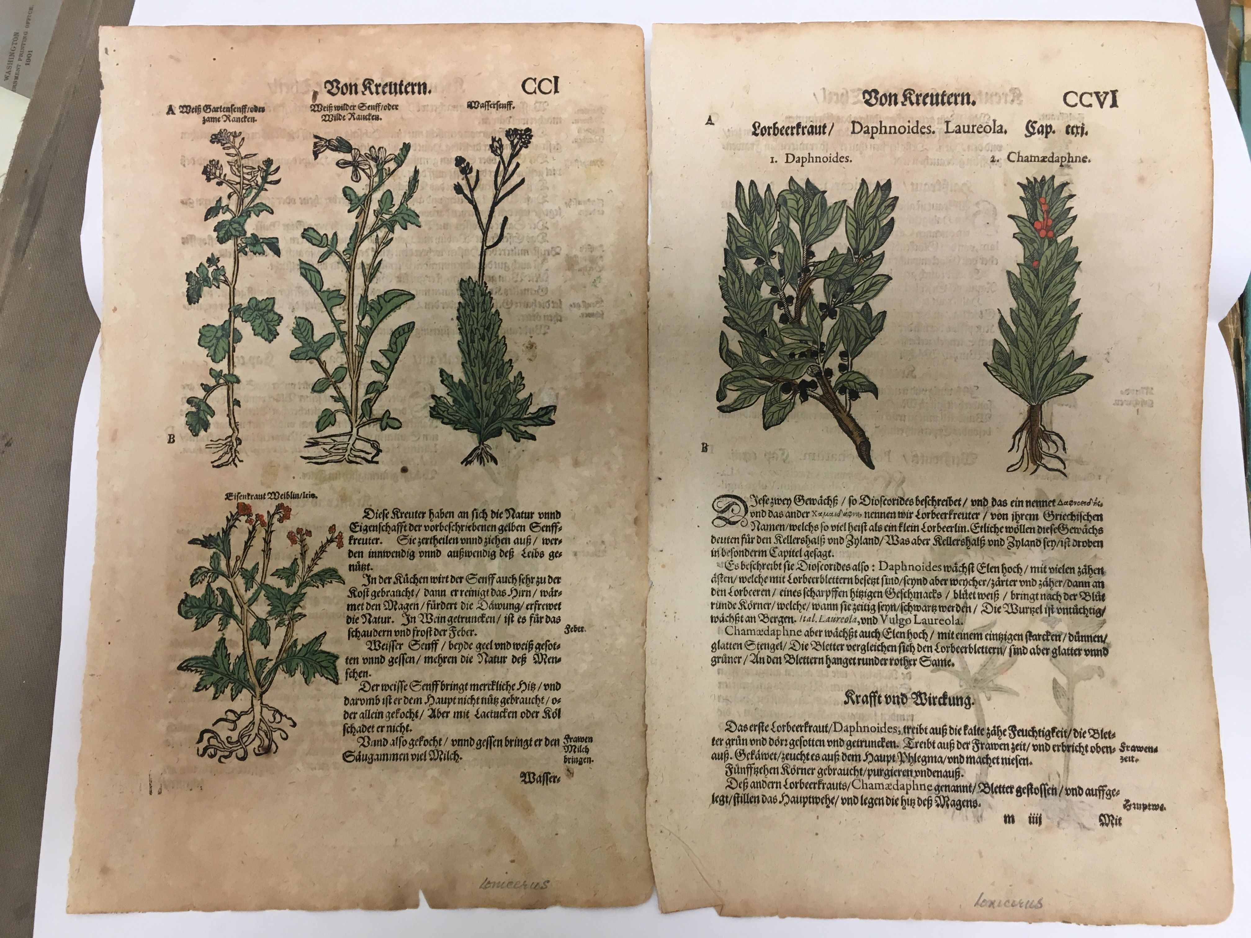 A box of individual leaves of pictures of herbs, originating from the ninth to the 18th centuries.