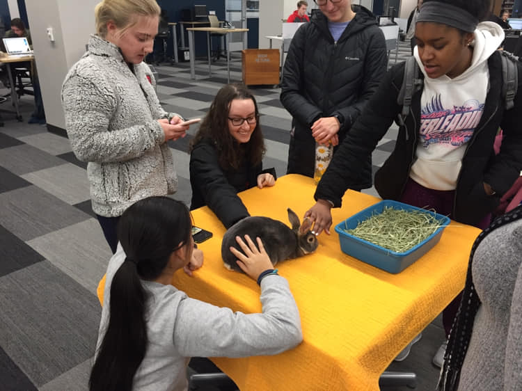 Students petting a therapy bunny, a rex named Rocky.