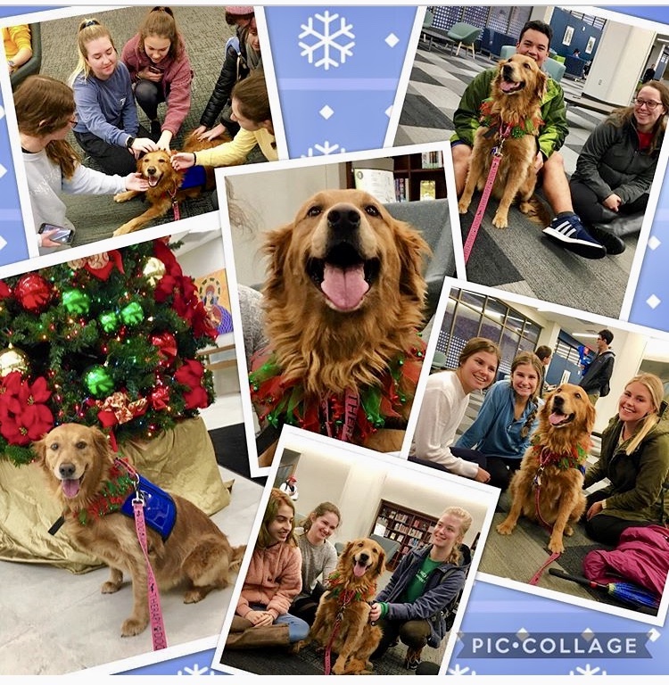 Collage of images of students petting a therapy dog