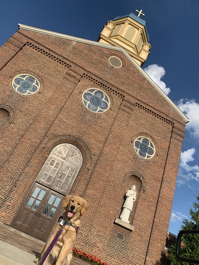 Nutella, a golden retriever, in front of UD's Chapel of the Immaculate Conception