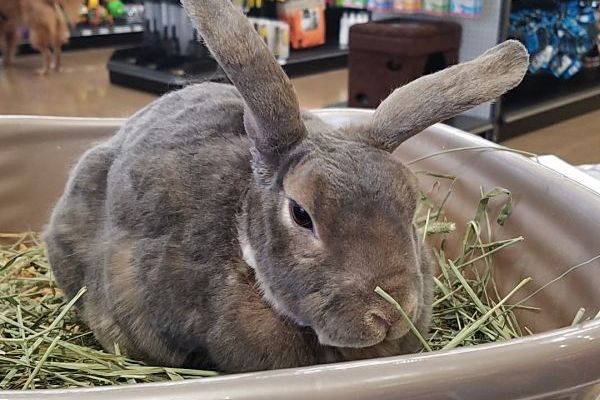 Picture of Rocky, the therapy bunny
