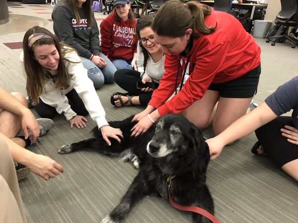 Picture of a therapy dog with students