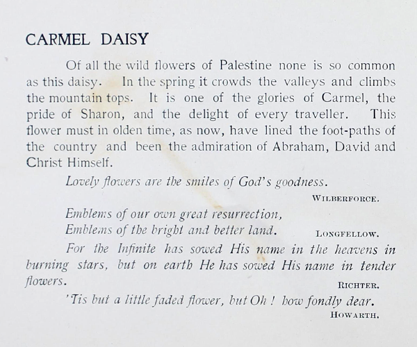 text about the carmel daisy