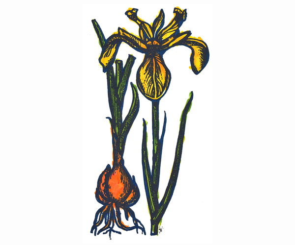 2-part illustration with part one on the left being a brown bulb with long green stems coming out of the top; part two on the right is the long green stem topped with the flower consisting of long, droopy, yellow petals.