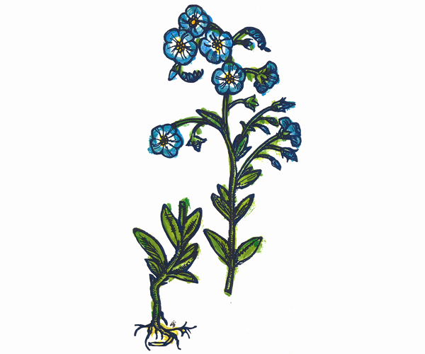 Illustrated with a tall green leafy stem topped with tiny blue flowers with yellow centers. Second green leafy stem displays roots.