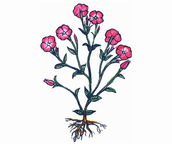 Illustration includes a root system where slim green stems with small leaves branch up out out ending with small, pink petals.
