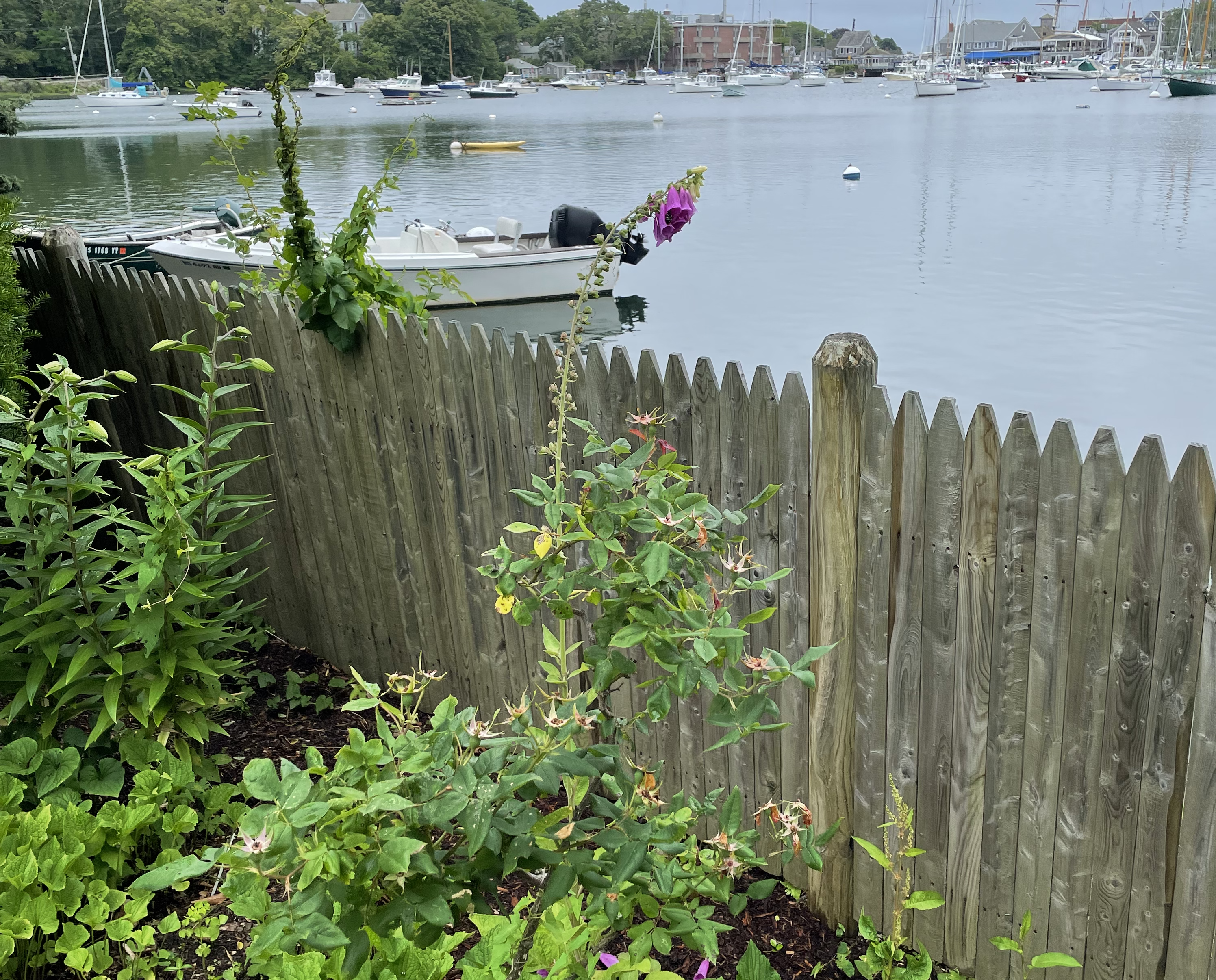 Photograph of foxglove with boats in the background