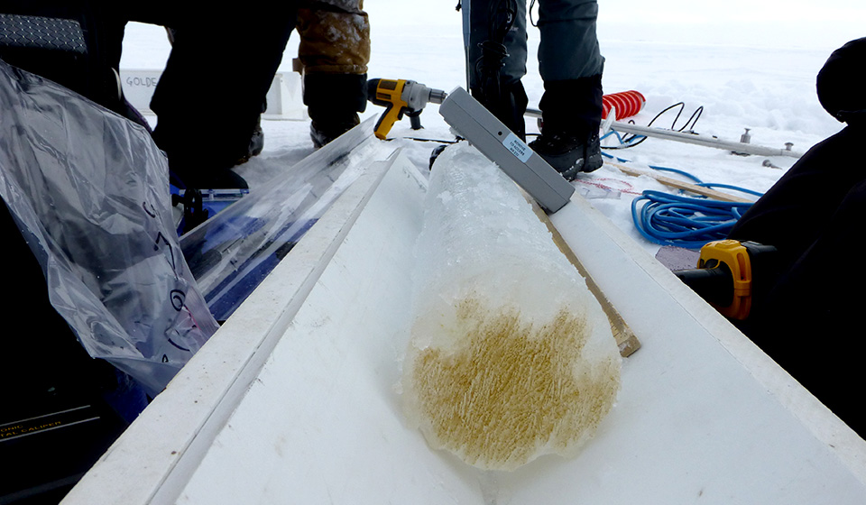 Core sample of algae in arctic ice