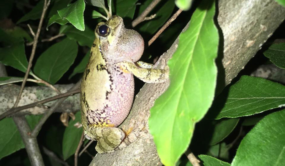 Cope's tree frog on a branch