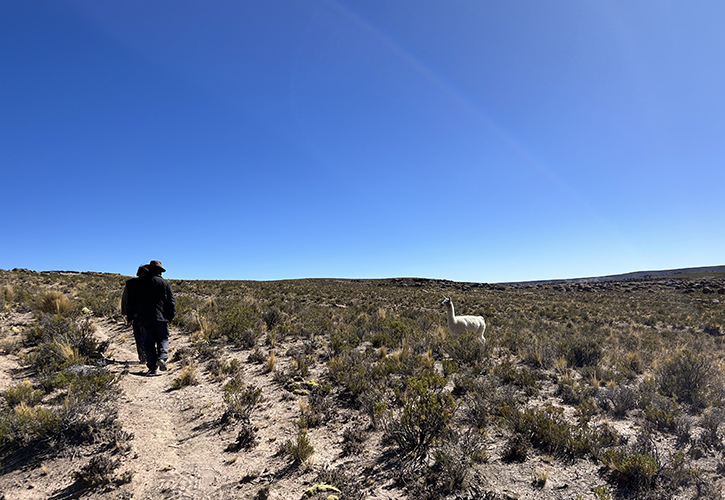 Male and female community member walking down sandy path passing a white llama