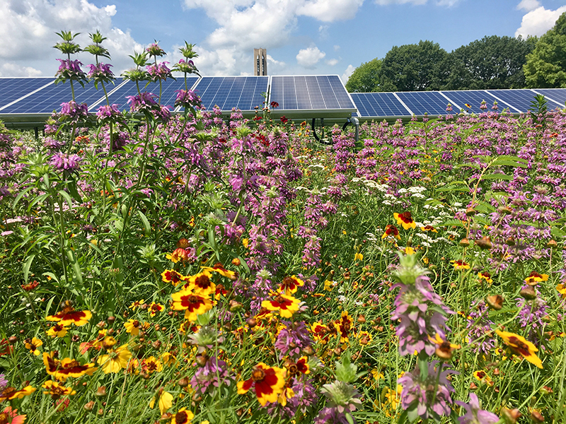 The solar prairie includes 81 types of annual and perennial plants and 2,805 single-access tracking solar panels. 