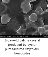 3-day-old calcite crystal produced by oyster (Crassostrea virginica) hemocytes
