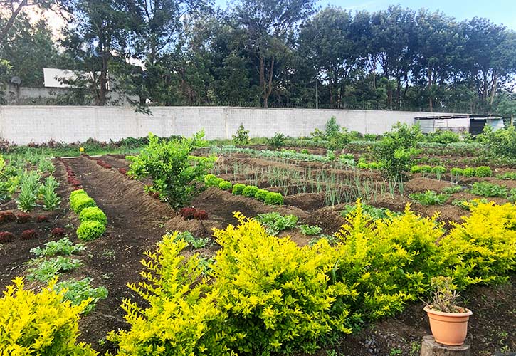 AgroTerra's organic, 100% solar powered farm in Alentenago, Guatemala