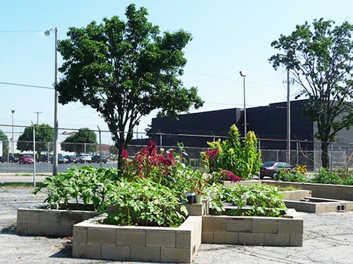 The FoodBank urban garden