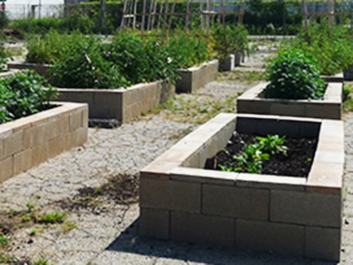 The FoodBank urban garden 