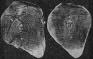 Photograph of rose petals bearing effigies of Jesus and Mary on them.