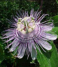 Passion Flower - Symbol of Christ's Passion and Cross: including his scourging, crowning with thorns, three nails and five wounds