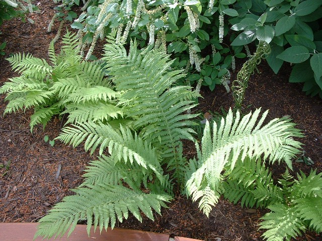 photo of a fern