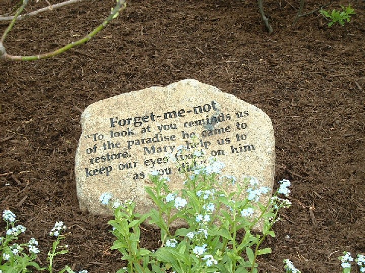 photo of flower by a stone with the caption engraved