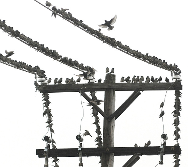 Birds line up on a power line