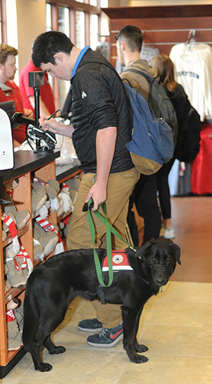 A service dog in training stands with her UD student in the bookstore