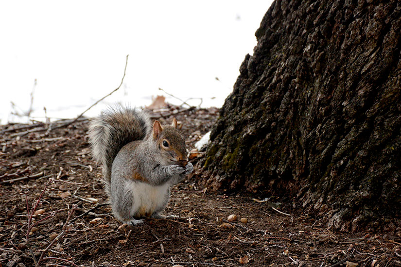 Squirrels on campus.
