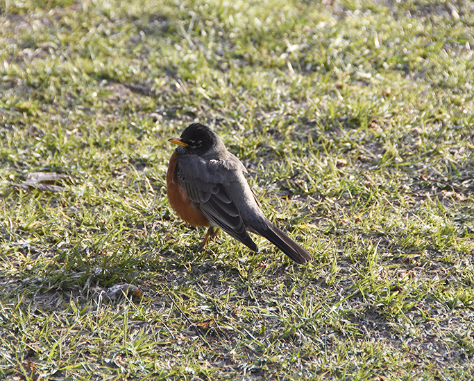 A robin scurries through the student neighborhood.