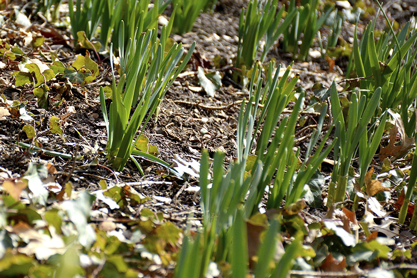Signs of spring are beginning to sprout on campus.