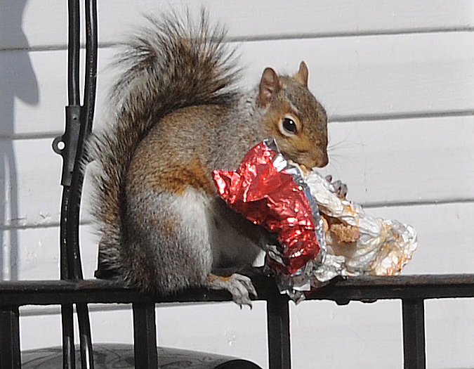 A squirrel munches on leftover cheese from a Hardee's hamburger.