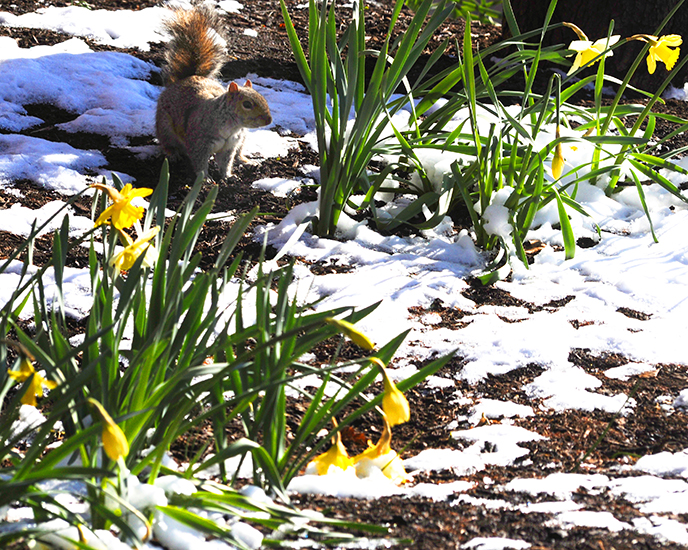 A squirrel stands in the flower bed outside Anderson Center.