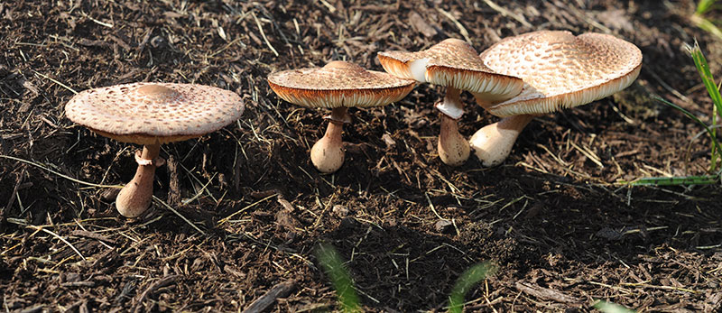 mushrooms on University of Dayton campus