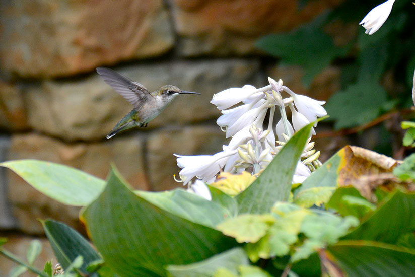 Hummingbird on campus