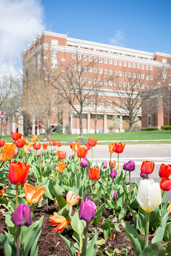 Tulips in front of Roesch Library