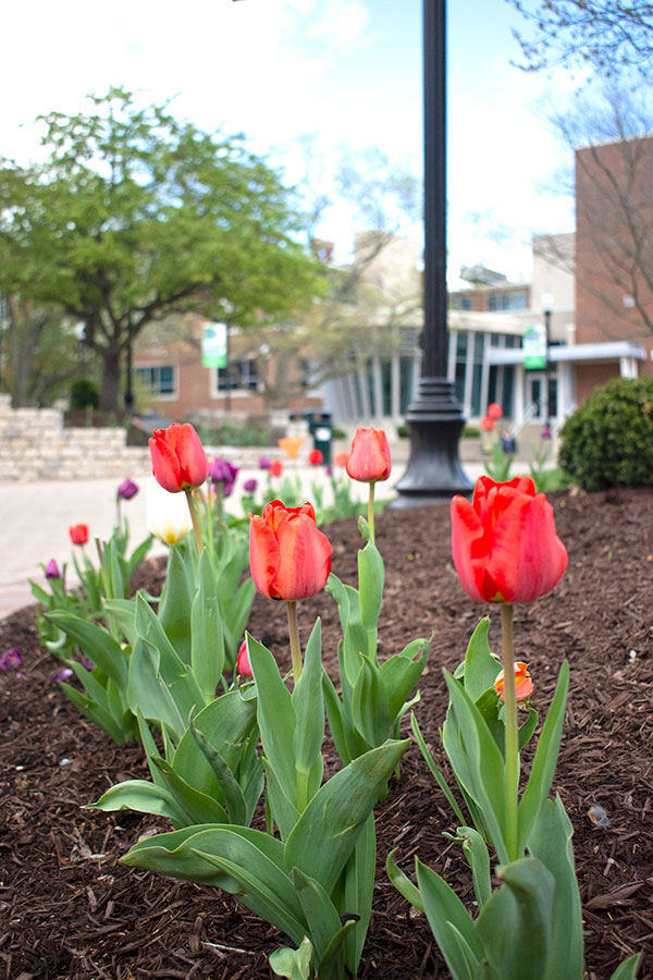 Tulips in KU Plaza