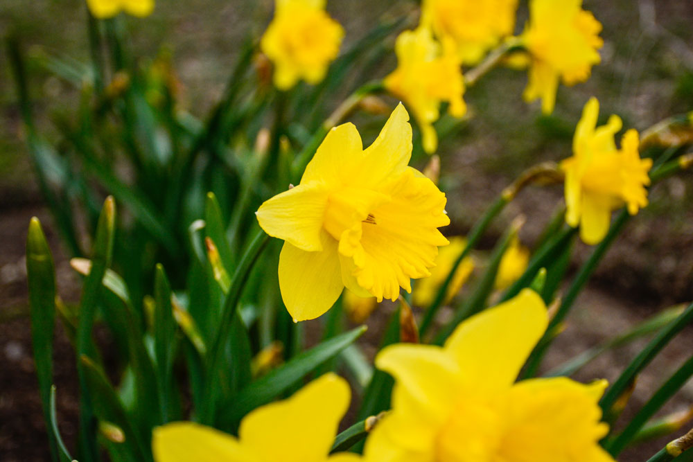 Yellow daffodils in full bloom.