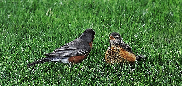 Robins chatting in the yard