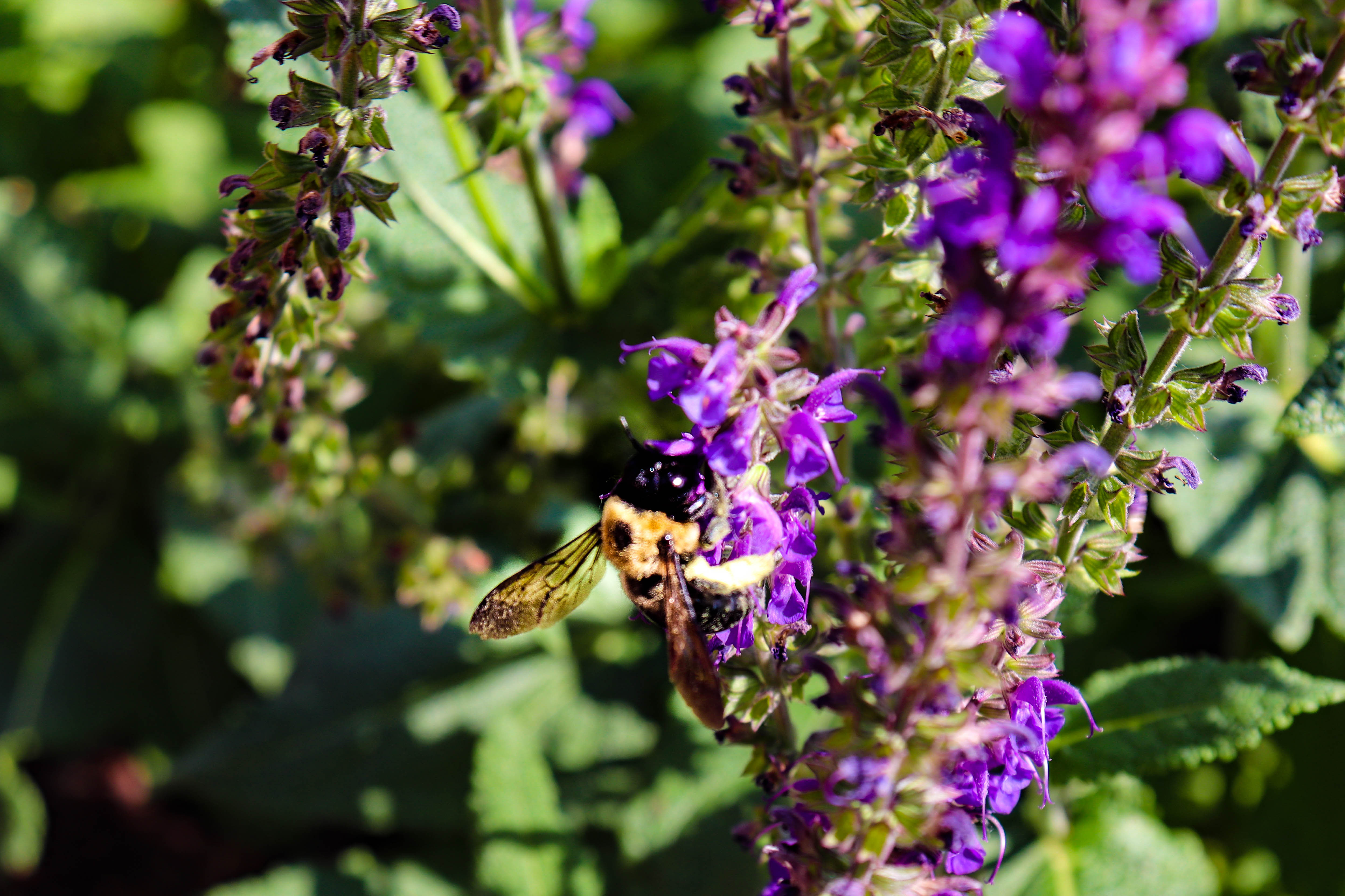 Carpenter bee in lavender