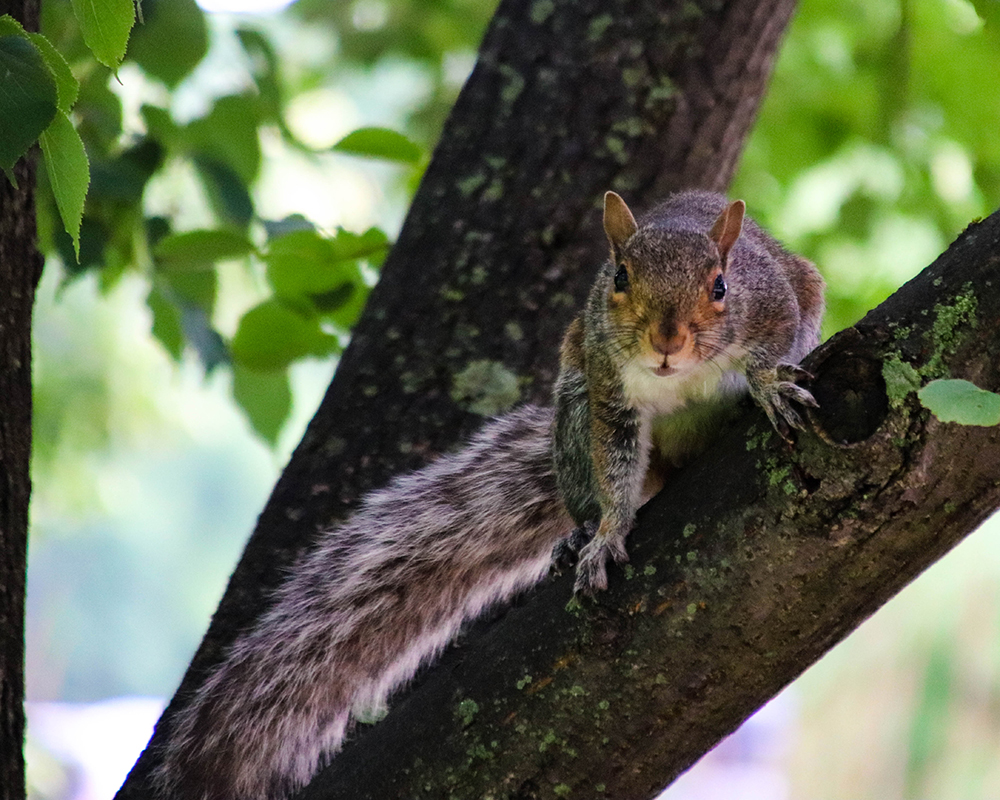 A squirrel in a tree.