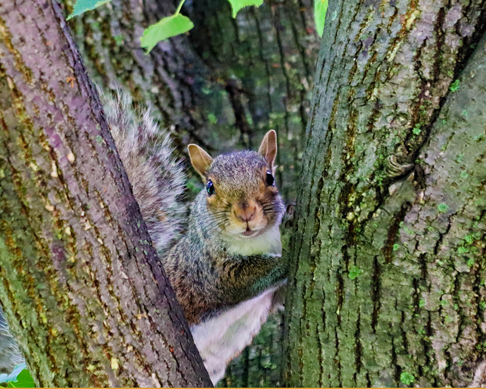 A squirrel watches from a tree.