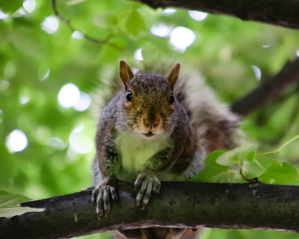 A curious squirrel.