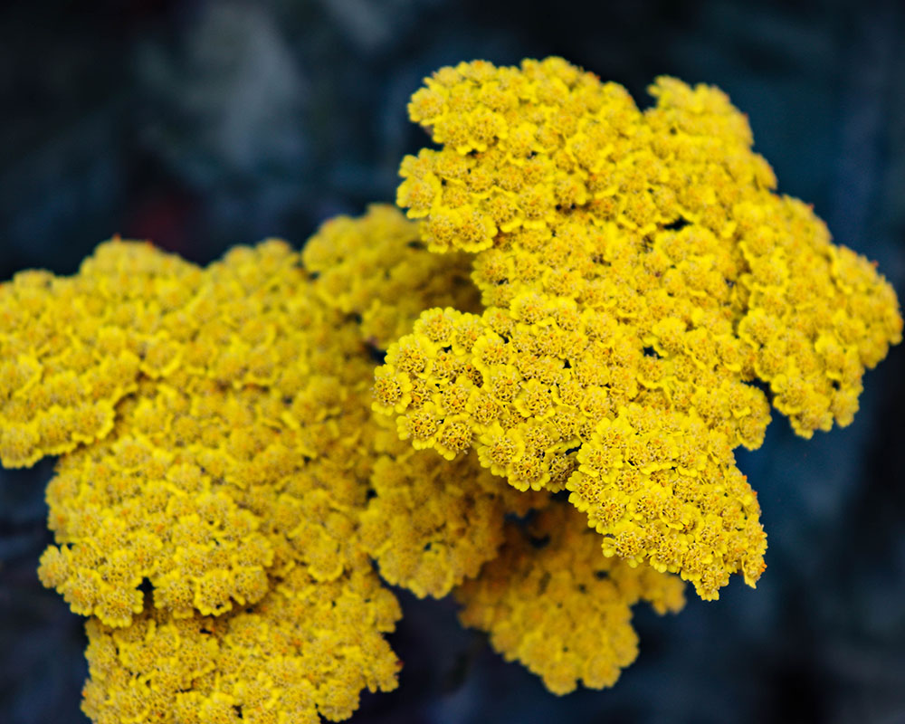 An image of tiny yellow flowers. 