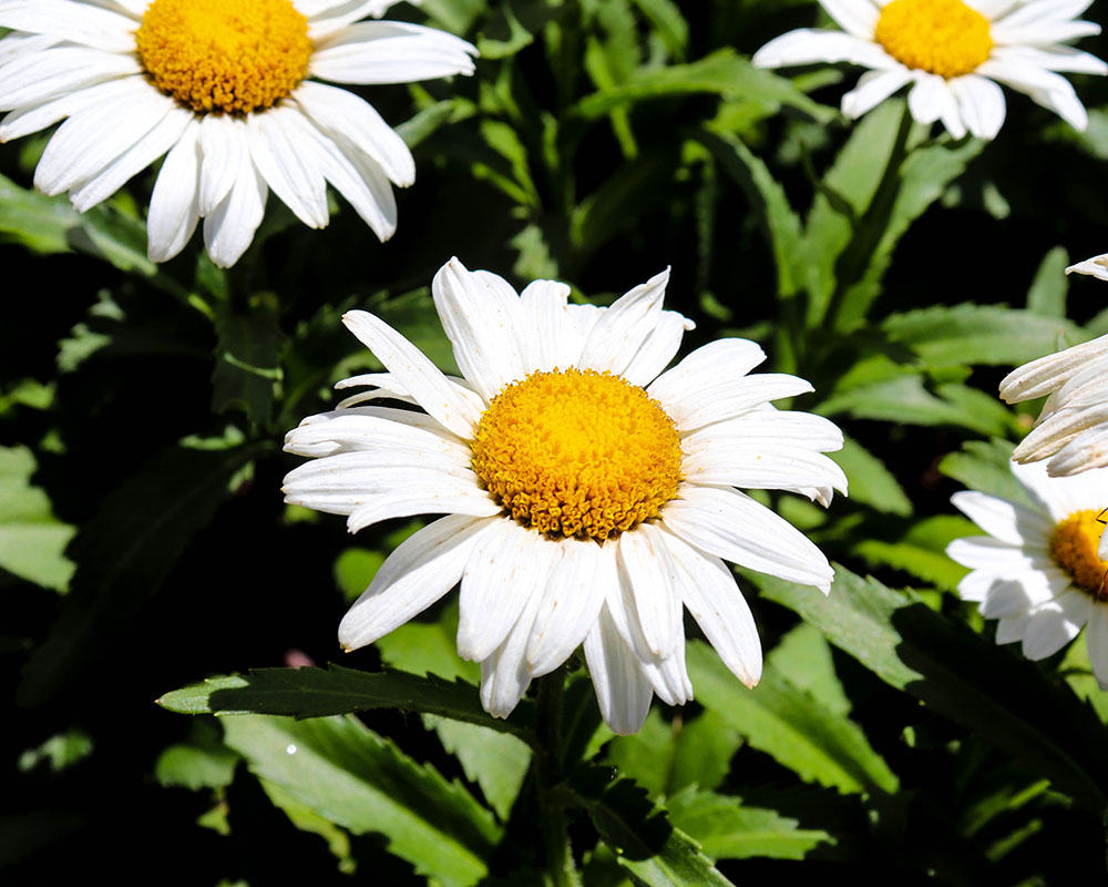 A close-up of a daisy.