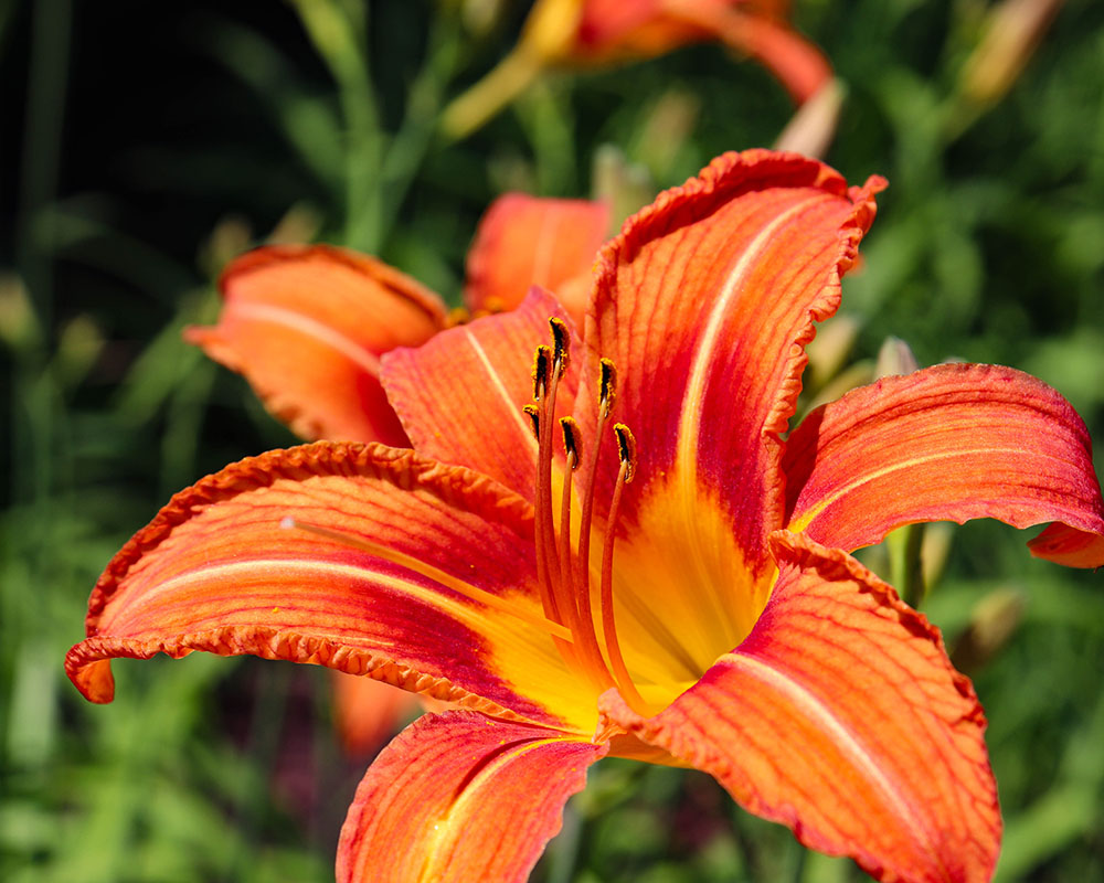 A Fire Lily, also known as Orange Lily.
