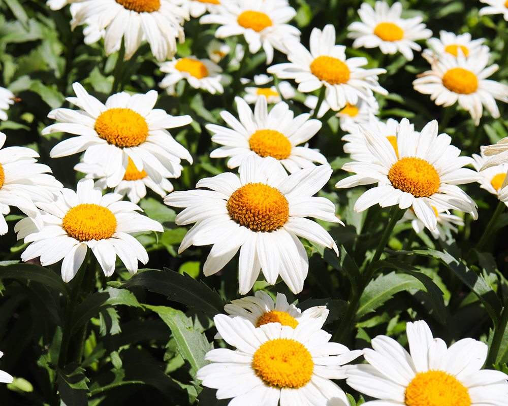 A picture of daisies.