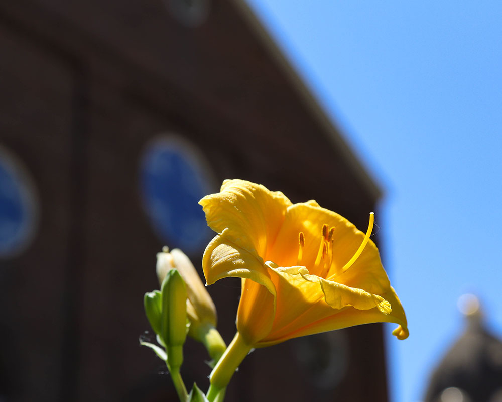 Daffodil outside of the Chapel