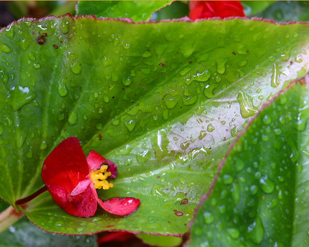Rain collects on the leaves of begonia flowers